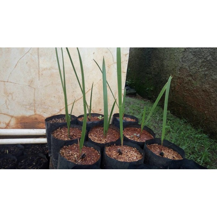 bibit pohon kurma azwa betina/ kurma ajwa