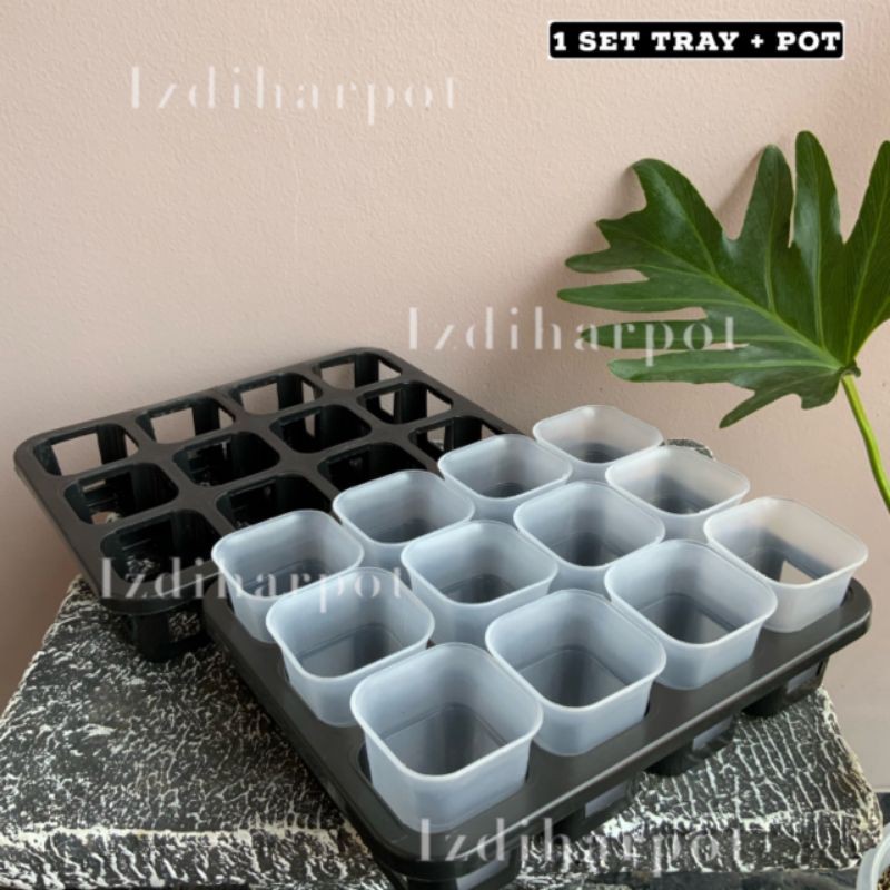 1 set Tray + pot nkt kotak 5cm BENING TRANSPARAN | tray semai bibit