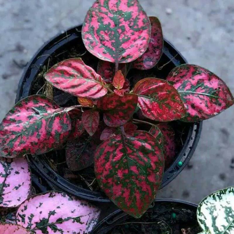 Tanaman hipotes merah