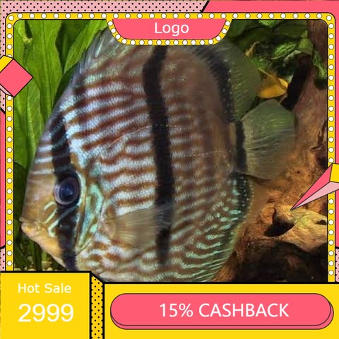 discus heckel 2 inch.