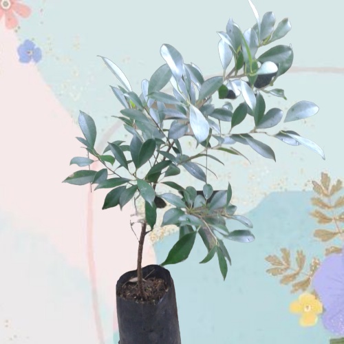 Bibit kimeng bahan bonsai Beringin Kimeng belum PROKAR hasil STEK