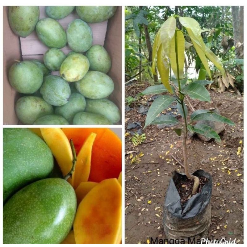 bibit mangga manalagi super