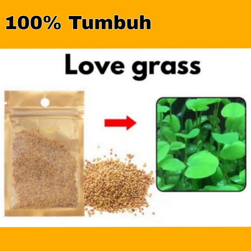 Biji Rumput Aquarium Love Grass Aquascape Original