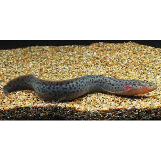 Dolloi Lungfish 16cm-17