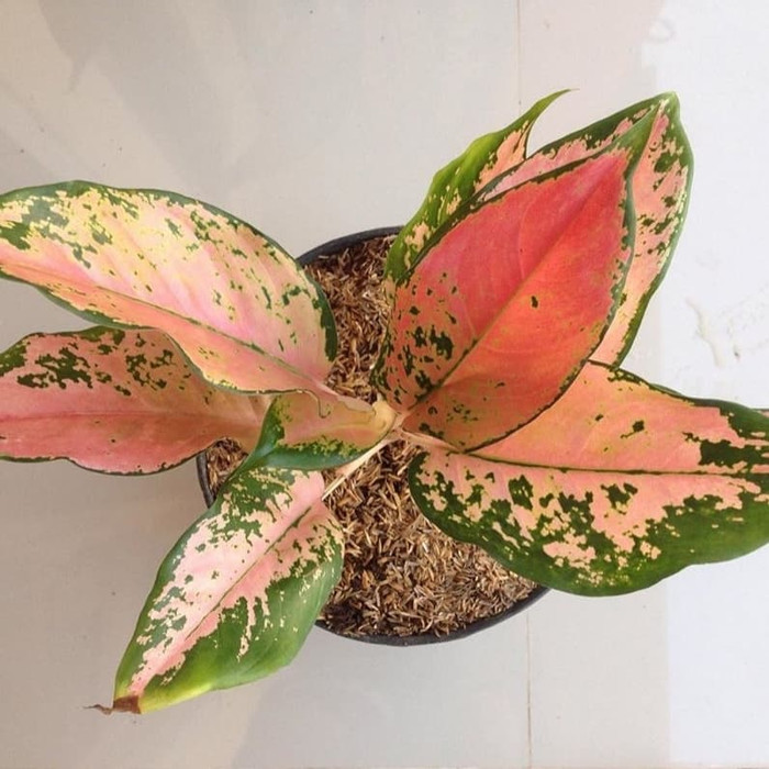 Tanaman Hias Aglonema Kocin Tembaga-Aglonema Pink-merah