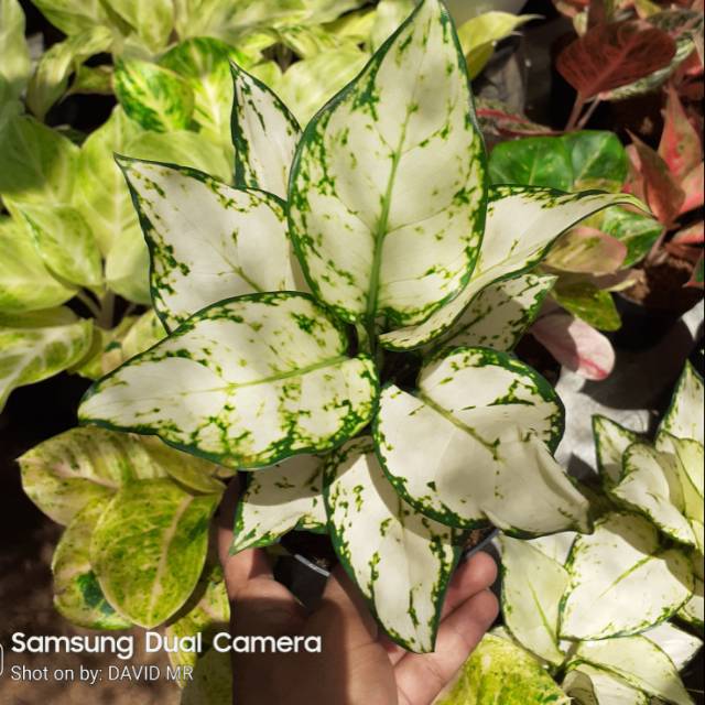 Aglaonema super white