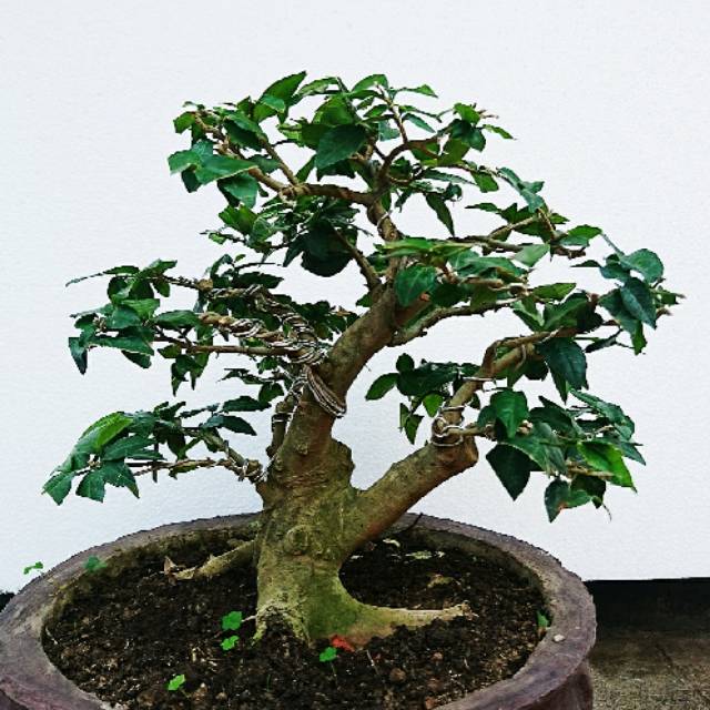 Bonsai Serut Merah Mame Cahunit com Bonsai Serut Merah Mame Cahunit com