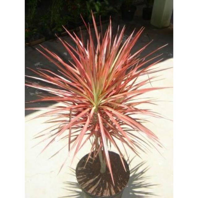 Tanaman hias dracena tricolor murah