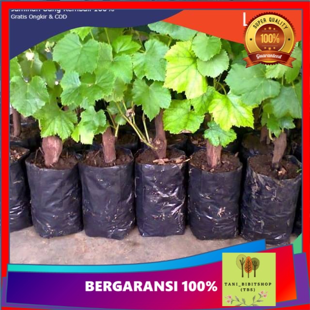 bibit pohon anggur hitam lokal bibit anggur isabel tanaman buah