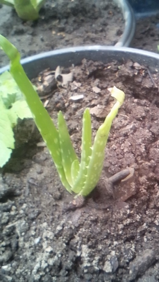 Bibit Tanaman Lidah Buaya Jumbo Sinensis (±10-25cm)