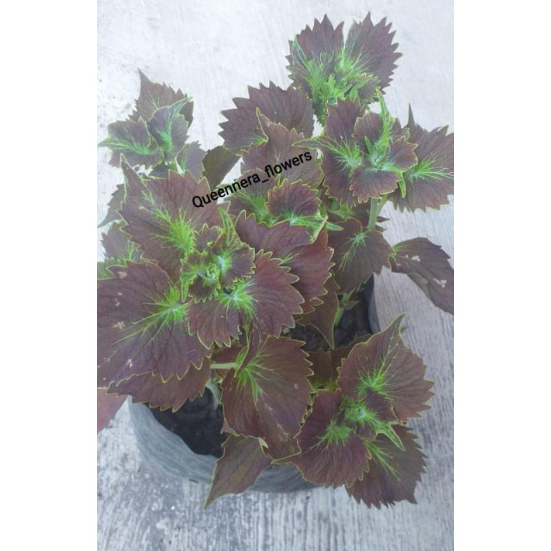 ( BISA COD ) TANAMAN HIAS MIANA/KOTOK/ILER MIANA PREMIUM + AKAR GONDRONG