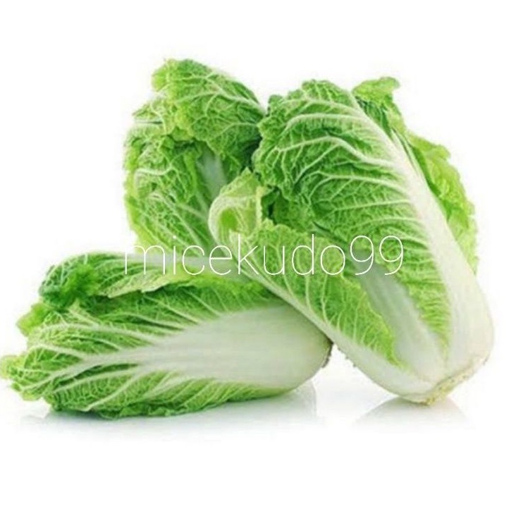 

SAWI PUTIH SEGAR / FRESH CHINESE CABBAGE SAYUR BALI