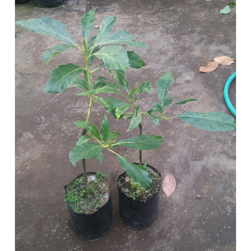 bibit alpukat varigata tanaman buah pesaco asli murah