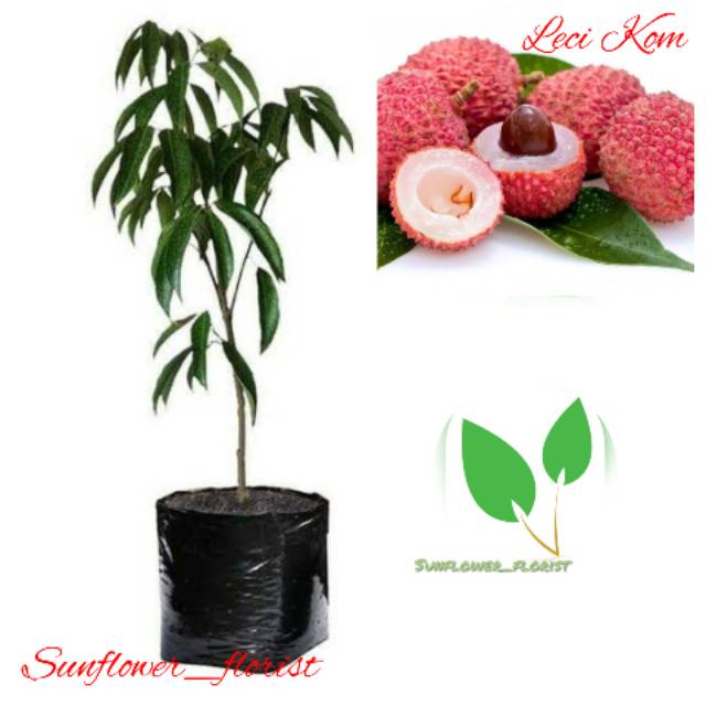 Bibit Buah Leci Kom