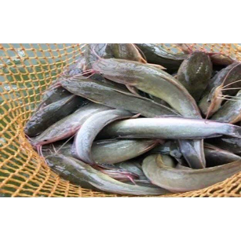 

IKAN LELE SEGAR BERSIH 500gr