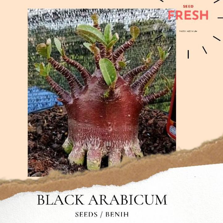 （DIKIRIM DARI JAKARTA） Biji / Seed Adenium KARAKTER | BLACK  ARABICUM | RAYSH ADENIUM | ADENIUM JOGJ