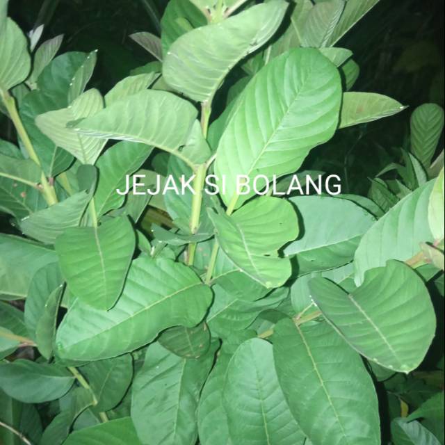 

DAUN JAMBU BIJI PER 500GRAM