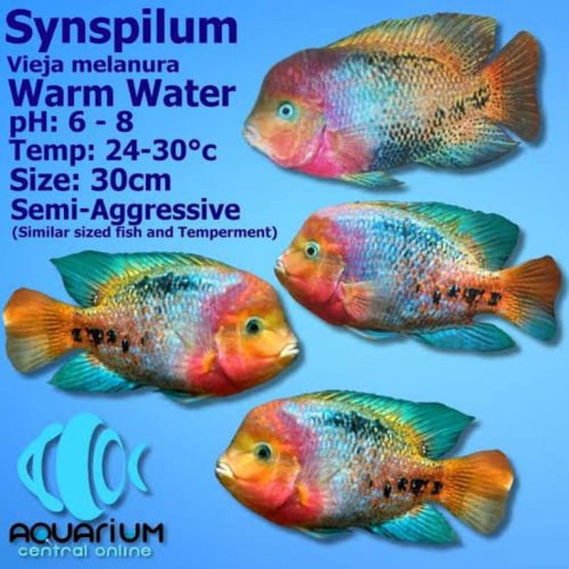 Ikan Hias American Cichlid Vieja Synspilum