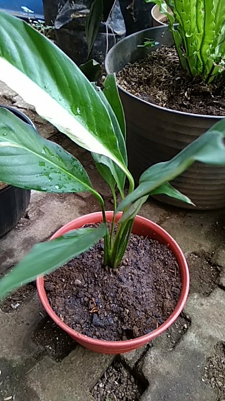 Tanaman Hias Sepatu Pilum Varigata / Peace Lily / Pohon Sepatu Pilem