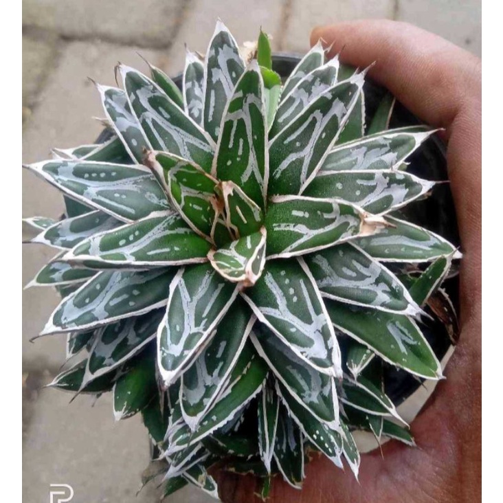 Bibit Tanaman Hias Agave Victoria Reginae