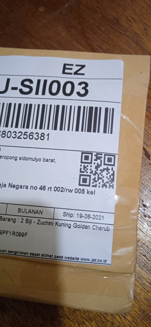 5 Biji - Benih Paprika Merah Red Star F1, Bibit Paprika F1 Cocok Disemua Dataran