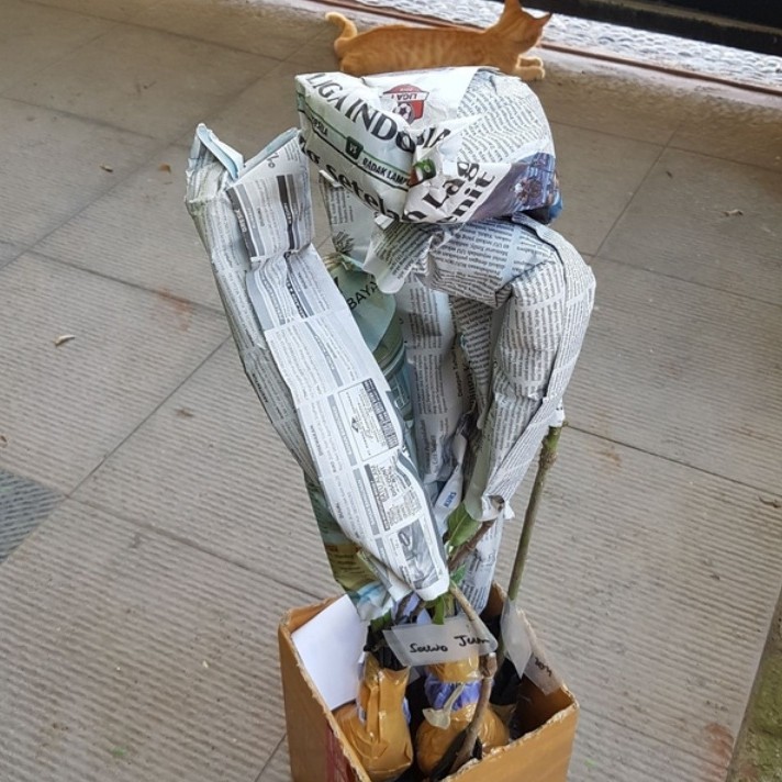 Bibit Buah Alpukat Aligator - Tinggi 70cm