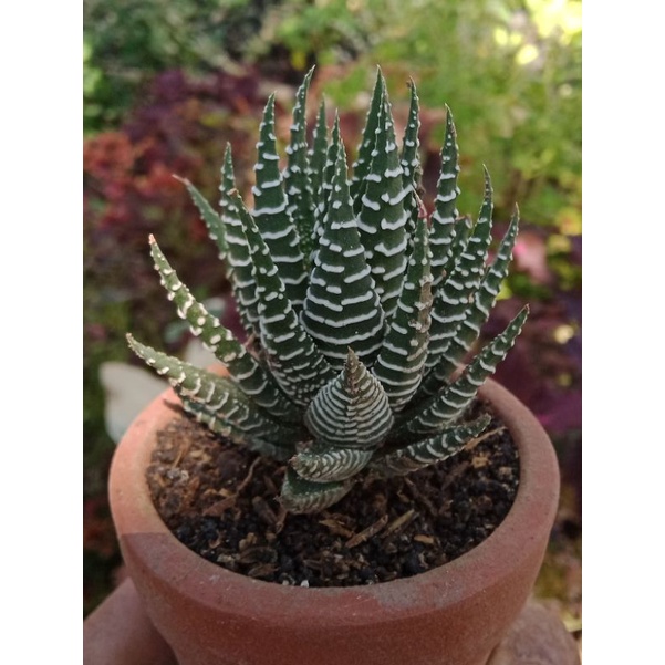 Haworthia Zebra