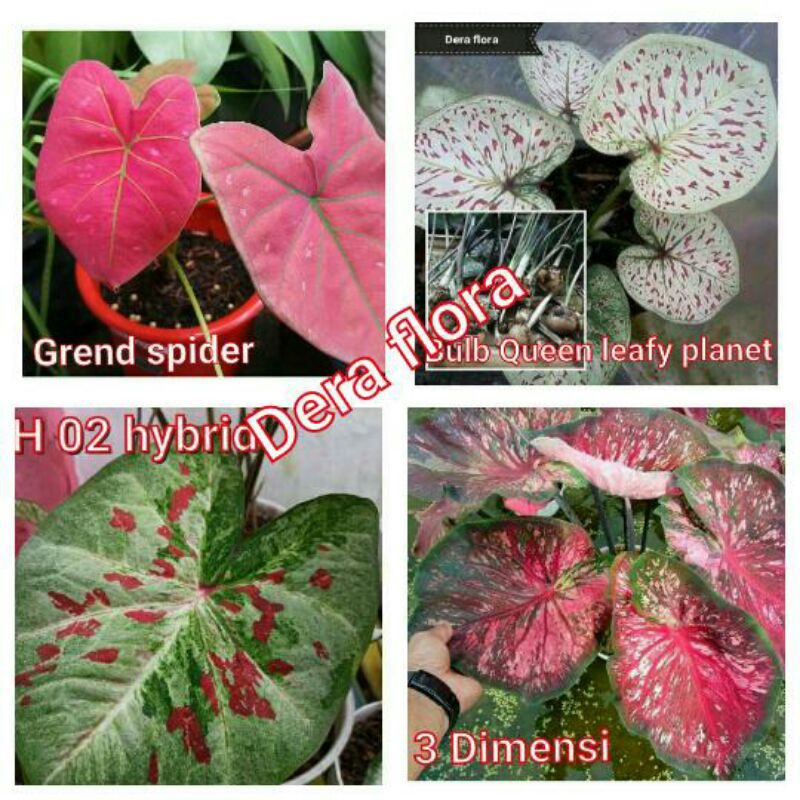4 paket tanaman hias umbi caladium thailand hybrid