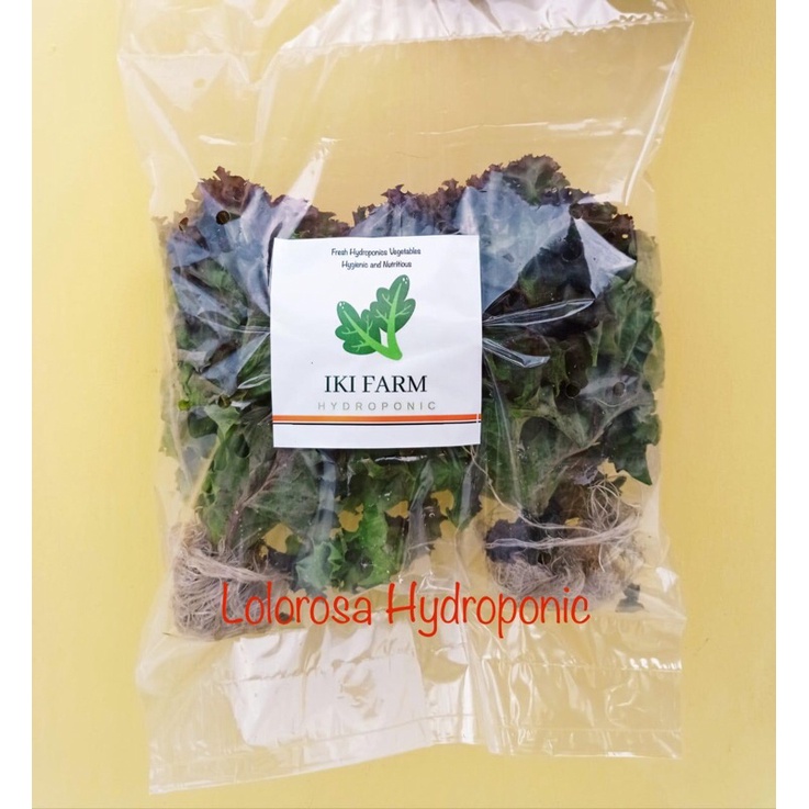 

termurah lolorosa hydroponic 200gr