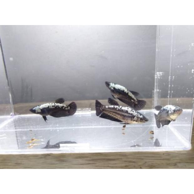 Ready Ikan Cupang Hias Jenis Black Samurai Female
