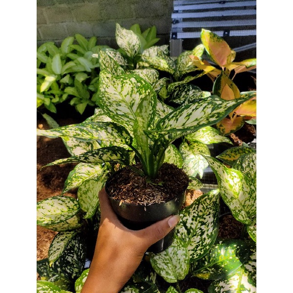 AGLONEMA DUD WHITE REMAJA/AGLONEMA DUD WHITE TERMURAH/AGLONEMATERMURAH/AGLONEMA DUD WHITE LOKAL TERM