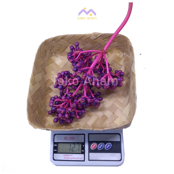 

BUAH PARIJOTO ASLI MURIA 100 GRAM TANGKAI BESAR TUA