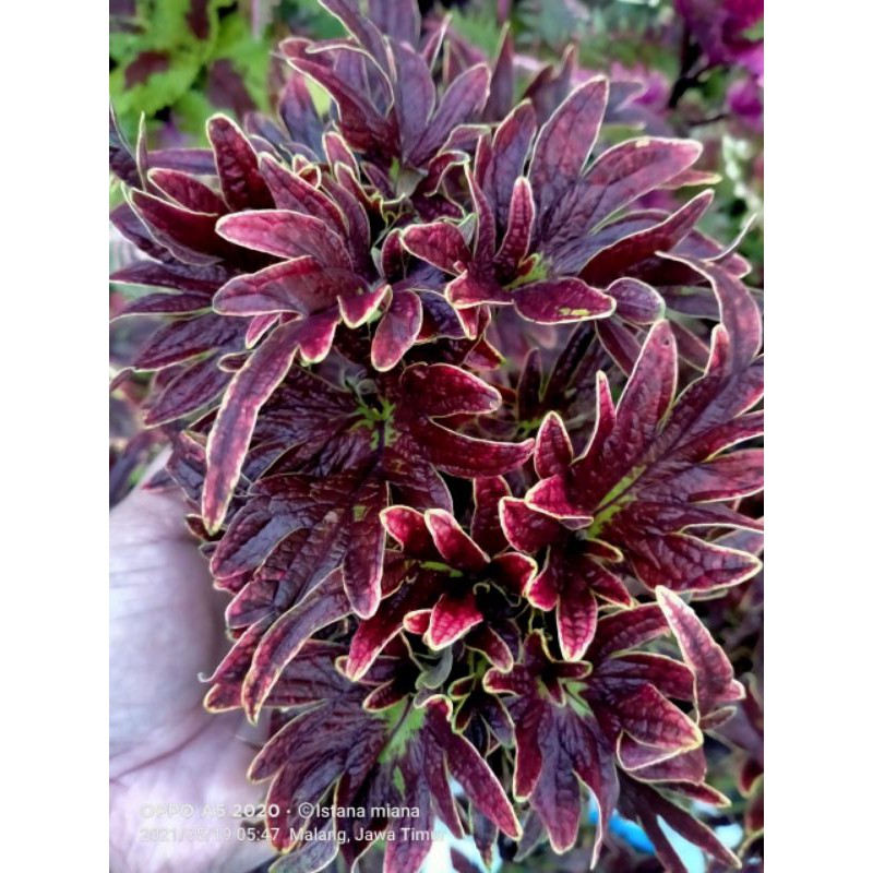 miana/tanaman hias/ bunga miana