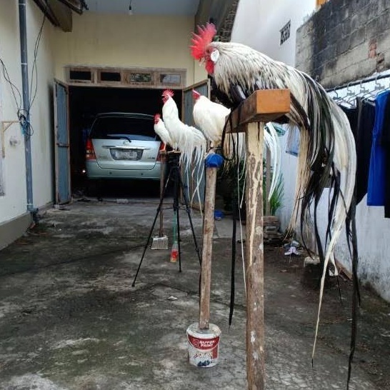 TELUR AYAM HIAS ONAGADORI UNTUK DITETASKAN FERTIL ASLI