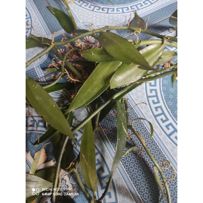 vanilla planifolia / vanilli