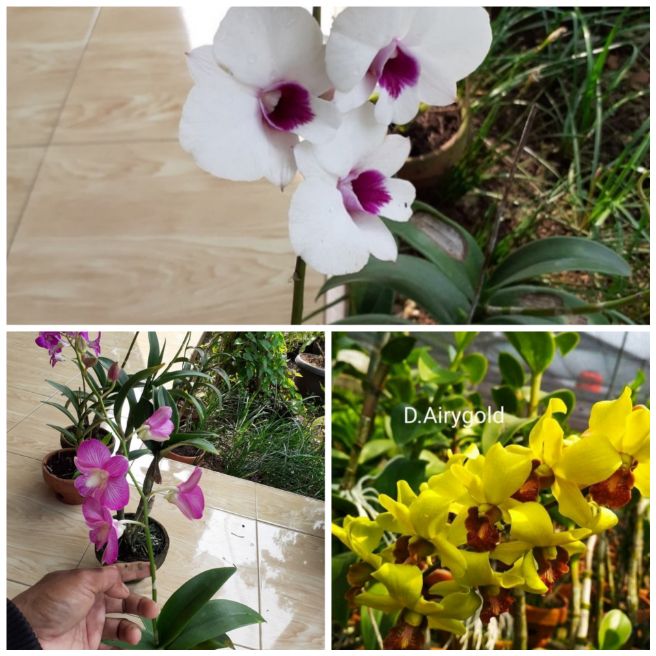 BISA COD PROMO., Anggrek [Paket 2 Anggrek dendrobium] angrek Bunga Anggrek Hidup Tanaman Hias -kembang hidup asli-bunga hidup cantik cantik murah New terlaris