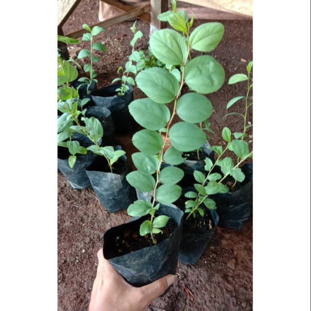 Bibit tanaman Bidara arab - pohon Bidara arab