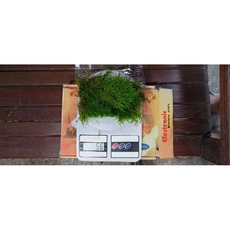 Java Moss dan Weeping Moss Bahan Porsi Per Mika