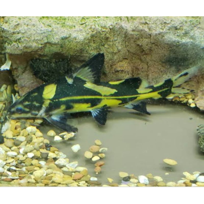 hiasan aquarium ikan marble Lancer catfish size 6-8cm