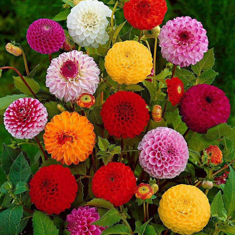 Jual Benih Dahlia Pompon Mixed Biji Bibit Bunga Indonesia Shopee Indonesia