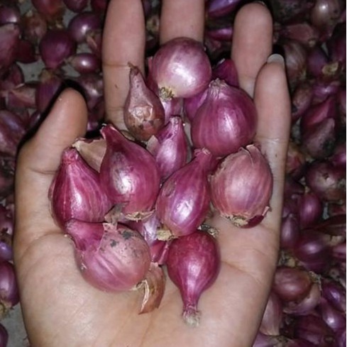 

Bawang Merah 500gr