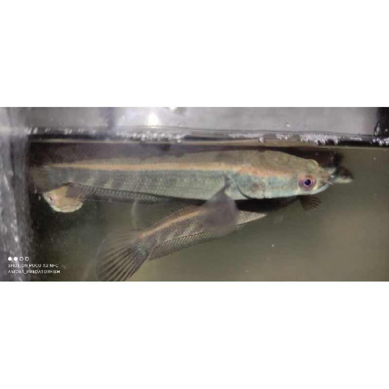 GREEN MARULIUS sp.BARITO 10cm