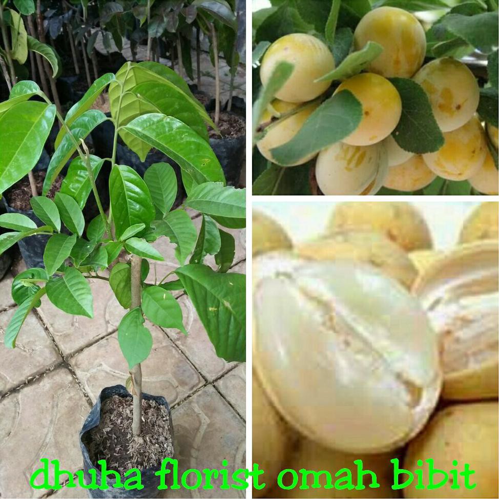 BIBIT BUAH DUKU TANPA BIJI %1