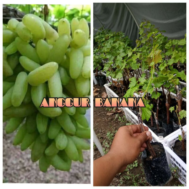 Bibit Anggur Banana