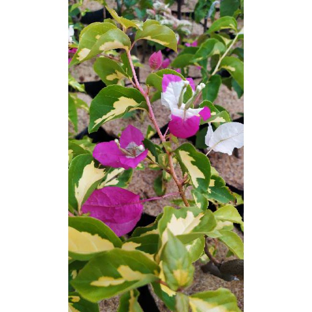 Bibit Tanaman Hias Bougenville Merah Putih