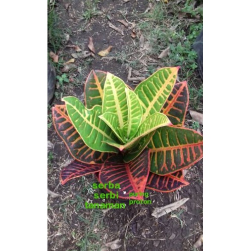 tanaman hias puring proton