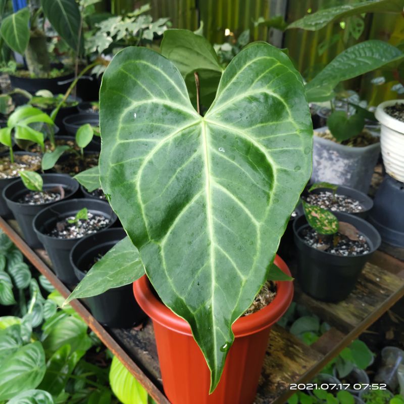 Anthurium Kupih Gajah Clarinervium x Pterodactyl / Tarantula x