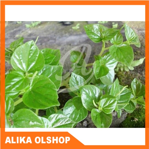 

Promo Daun Ketumpang Daun Suruhan atau Sirih Cina Segar 150 gram
