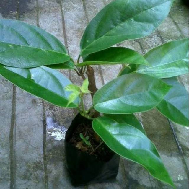 Bibit cincau/cincau tanaman cincau