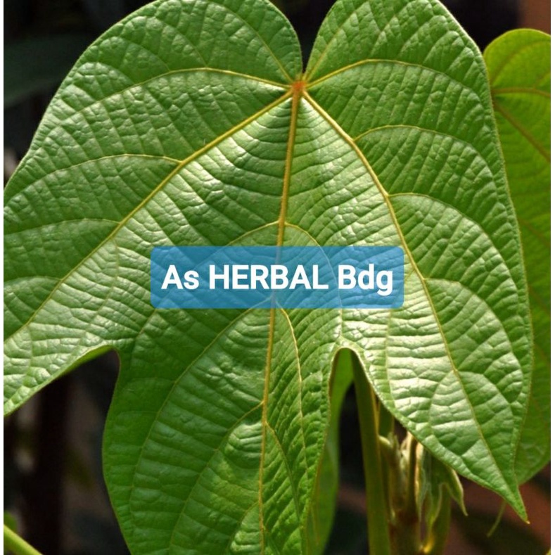 

Daun picung daun kluwek segar 1 kg-az